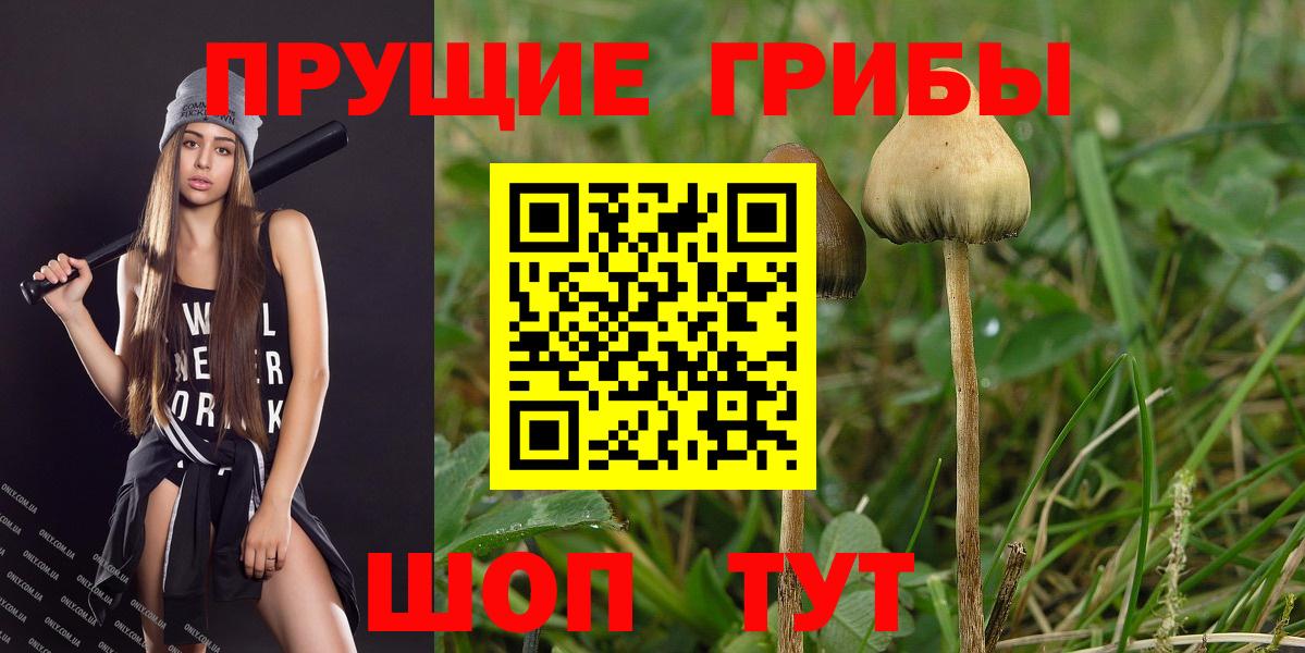 Александров  Псилоцибиновые грибы Cubensis  Вход с VPN 
